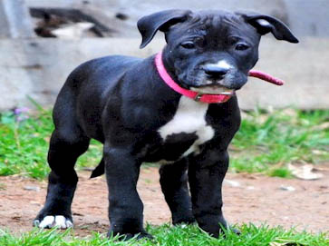 black Pit Bull puppy pictures 12