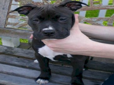 black Pit Bull puppy pictures 15