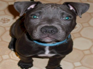 black Pit Bull puppy pictures 18