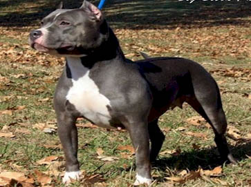 blue Pit Bull pictures 13