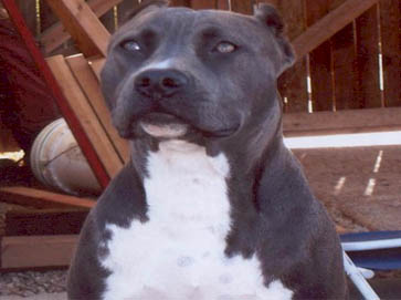 blue Pit Bull pictures 3
