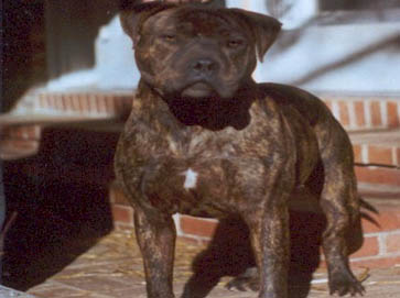 brindle Pit Bull pictures 9