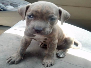 brindle Pit Bull puppy pictures 14