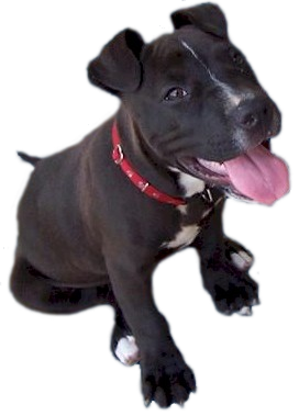 American Pit Bull Registry - Pit Bull Facts