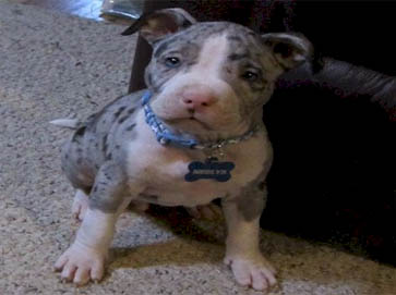 merle Pit Bull puppy pictures 11