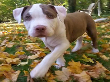 piebald Pit Bull puppy pictures 13