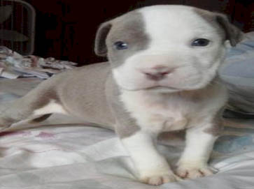 piebald Pit Bull puppy pictures 18