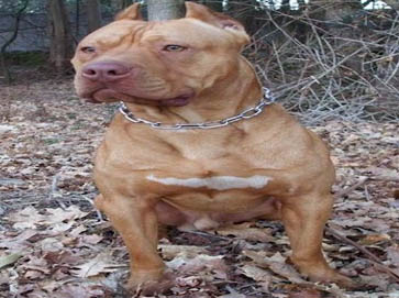 red Pit Bull pictures 13