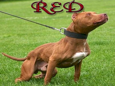 Red Pit Bull pictures