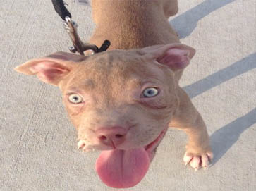 red Pit Bull puppy pictures 10