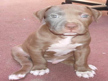 red Pit Bull puppy pictures 2
