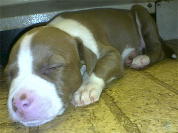 red Pit Bull puppy pictures 3