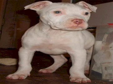 white Pit Bull puppy pictures 7