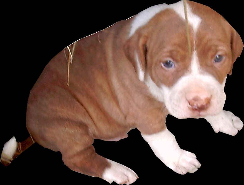 Tiger Stripe Pitbull | Dog Breed Info Red nose pitbull Merle Pitbulls Tiger...
