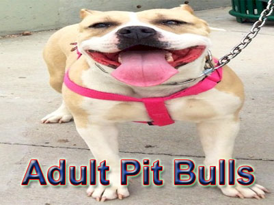 adult Pit Bull pictures