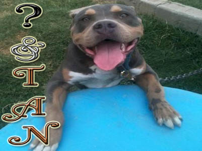 And Tan Pit Bull Pictures