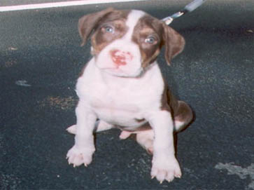 and tan Pit Bull puppy pictures 11