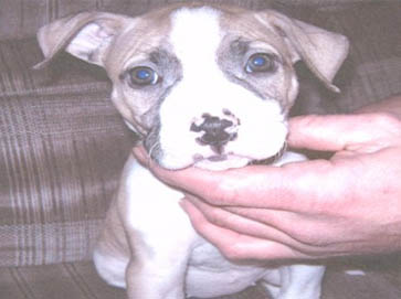 and tan Pit Bull puppy pictures 12