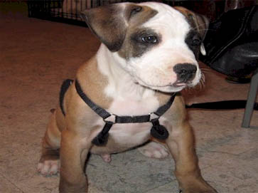 and tan Pit Bull puppy pictures 16