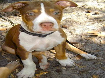 and tan Pit Bull puppy pictures 2