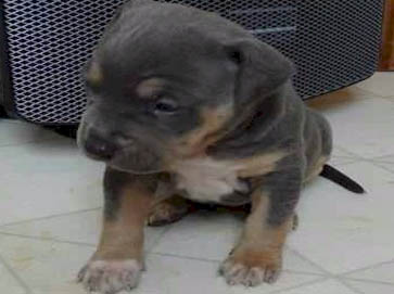 and tan Pit Bull puppy pictures 6