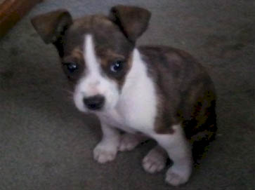 and tan Pit Bull puppy pictures 8