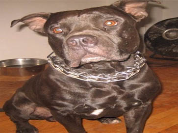 black Pit Bull pictures 10