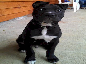 black Pit Bull pictures 11