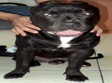 black Pit Bull pictures 12