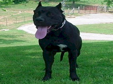 black Pit Bull pictures 13