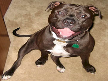 black Pit Bull pictures 16