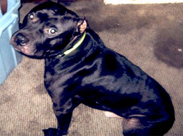black Pit Bull pictures 17