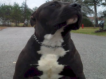 black Pit Bull pictures 18