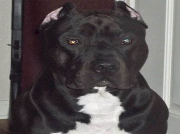 black Pit Bull pictures 2