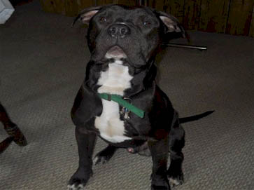 black Pit Bull pictures 3