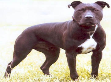 black Pit Bull pictures 4