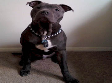 black Pit Bull pictures 5