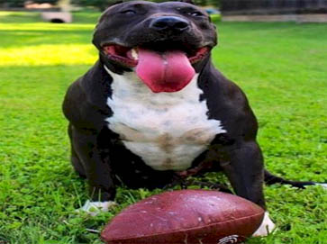 black Pit Bull pictures 7
