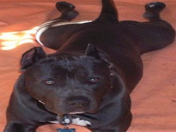 black Pit Bull pictures 9