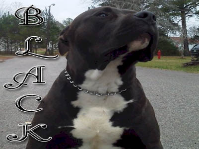 Black Pit Bull Pictures