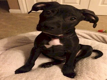 black Pit Bull puppy pictures 1