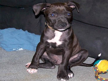 black Pit Bull puppy pictures 10