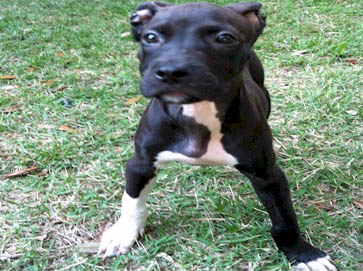 black Pit Bull puppy pictures 11