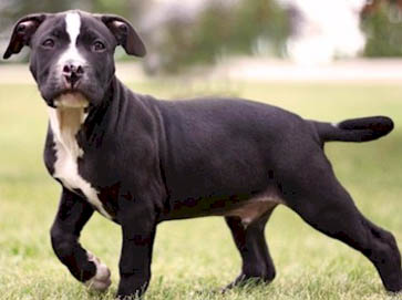 black Pit Bull puppy pictures 14