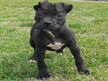 black Pit Bull puppy pictures 16