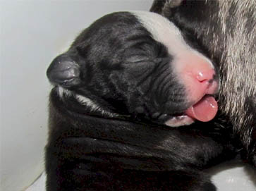 black Pit Bull puppy pictures 17