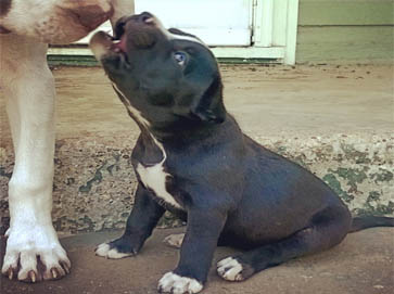 black Pit Bull puppy pictures 2