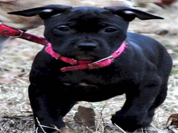 black Pit Bull puppy pictures 3