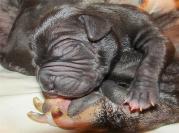 black Pit Bull puppy pictures 4