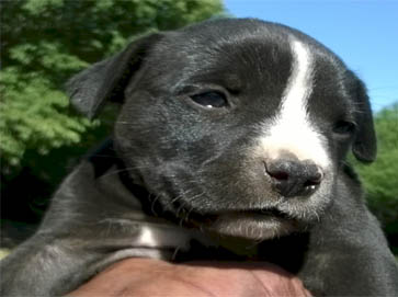 black Pit Bull puppy pictures 5